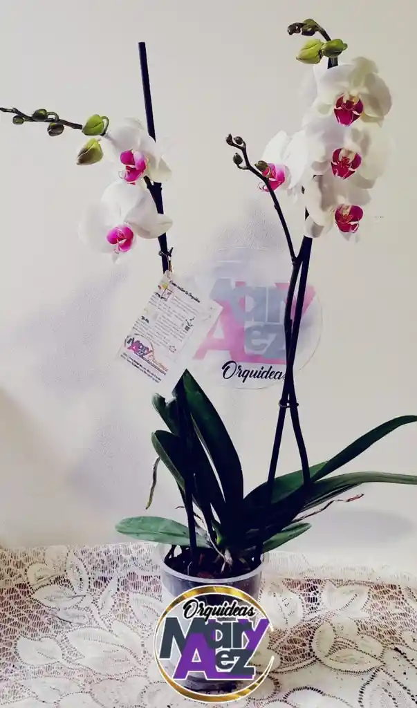 Orquidea Grande 2 Varas Oferta Colores Surtidos Oferta Madre Mama