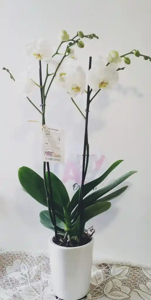 Orquidea Grande 2 Varas Condolencias + Matera Ceramica Oferta Dia