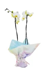 Orquídea De Dos Varas Color Disponible