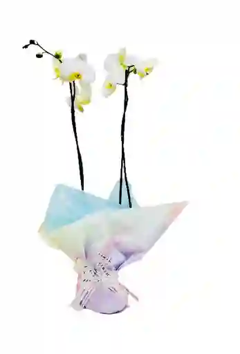 Orquídea De Dos Varas Blanca