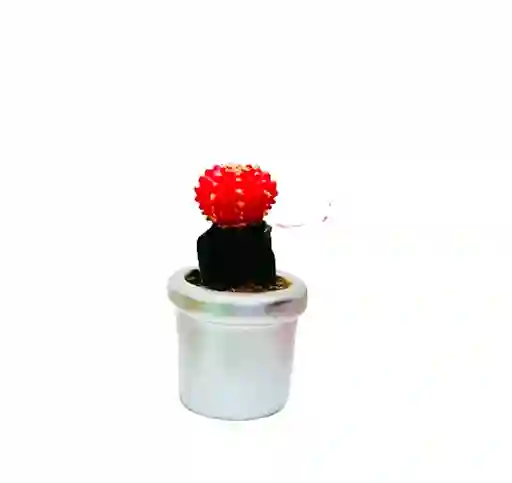Cactus Coreano Con Matera Cerámica