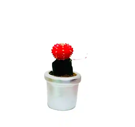 Cactus Coreano Con Matera Cerámica