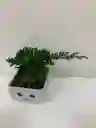 Mini Bonsai Carita Cerámica