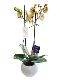 Orquídea Amarilla + Vitaminas