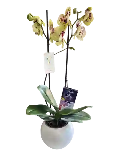 Orquídea Amarilla + Vitaminas