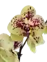 Orquídea Amarilla + Vitaminas