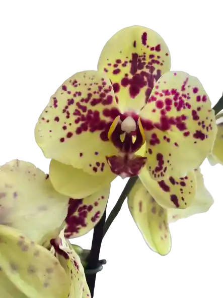 Orquídea Amarilla + Vitaminas