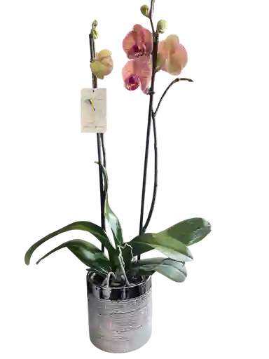 Orquídea Premium Salmón + Portamaceta Decorativa