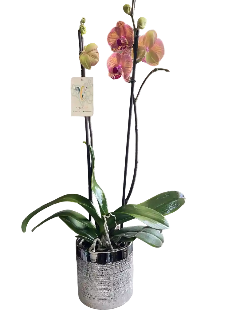 Orquídea Premium Salmón + Portamaceta Decorativa