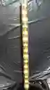 15 Bolas De Navidad Doradas En Tubo De 6cm (en El Tubo Vienen Escarchadas, Opacas Y Brillantes).
