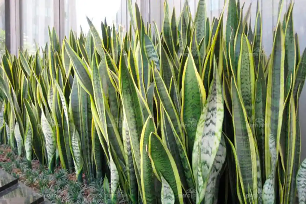 Lengua De Suegra - Sansevieria