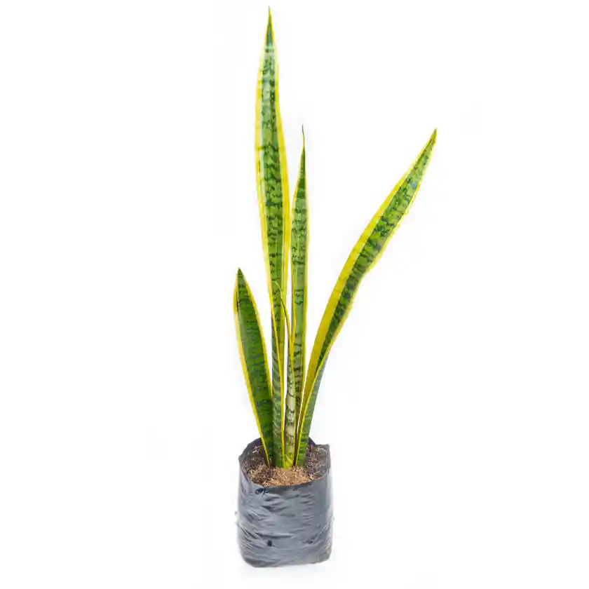 Lengua De Suegra - Sansevieria