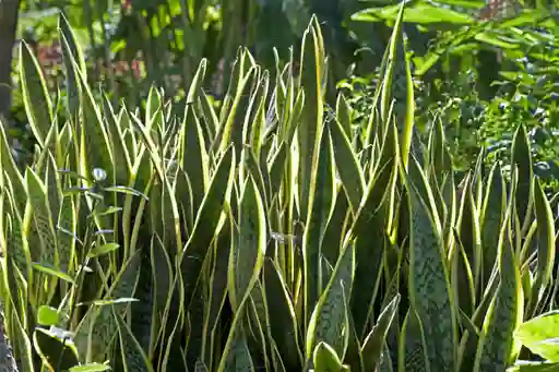 Lengua De Suegra - Sansevieria