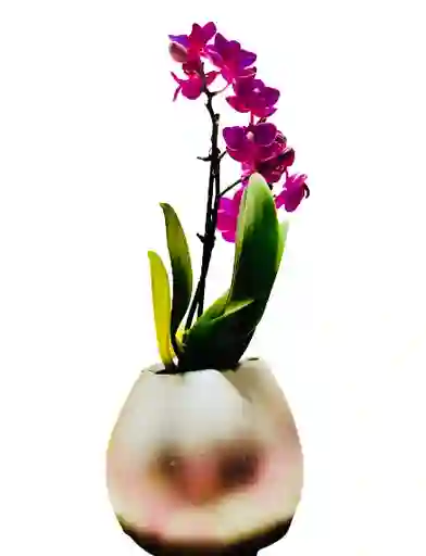 Orquídea Mini Con Matera Gris