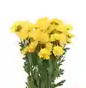 Pompom Amarillo