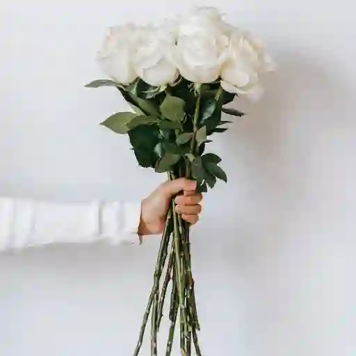 12 Rosas Blancas