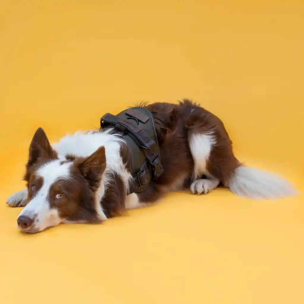 Arnés De Lomo Mayo Maskyno Verde - Café Talla S