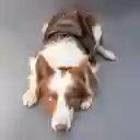 Arnés De Lomo Mayo Maskyno Verde - Café Talla S