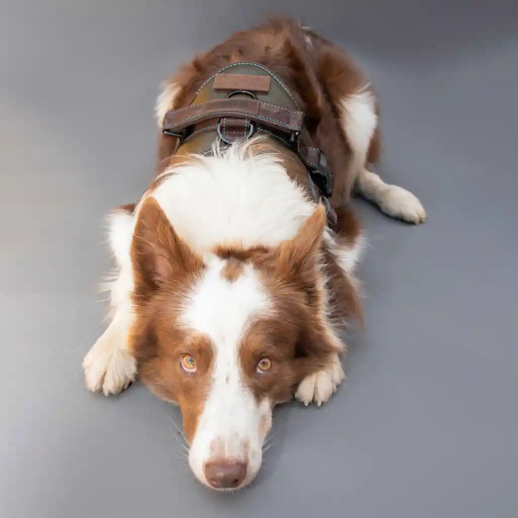 Arnés De Lomo Mayo Maskyno Verde - Café Talla S