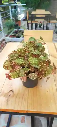 Begonia Piel De Sapo
