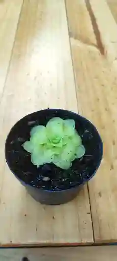 Pinguicula Xlinda