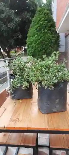 Veranera