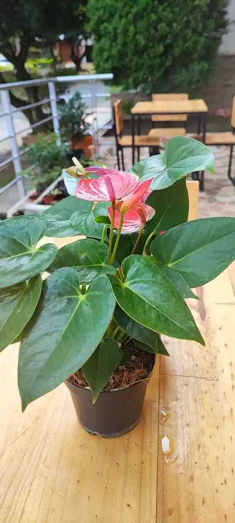 Anturio