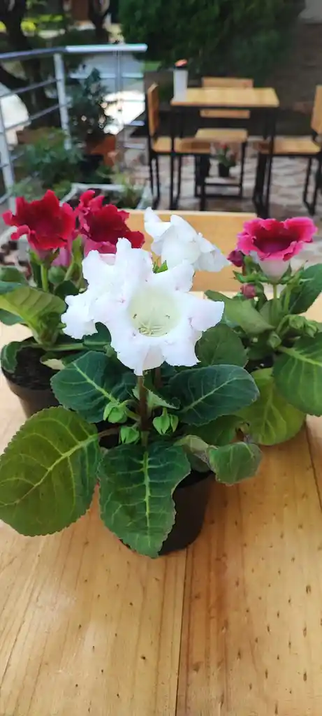 Gloxinia