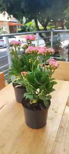 Kalanchoe