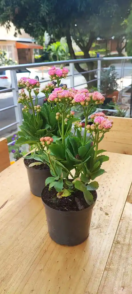 Kalanchoe