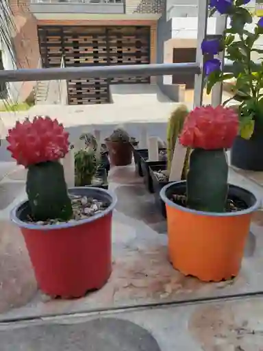 Cactus Coreano