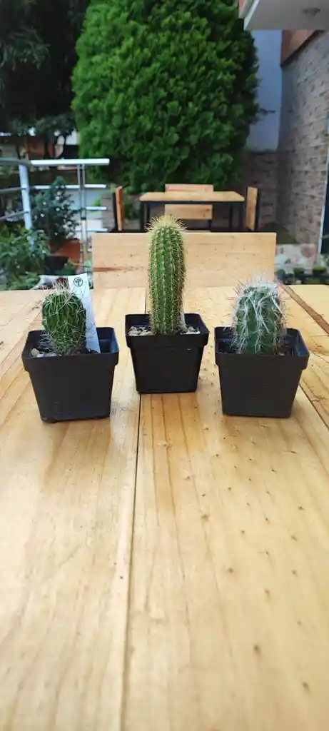 Cactus