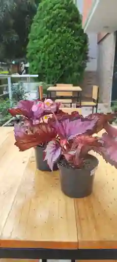 Begonia Rex