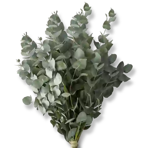 Paq. Eucalipto
