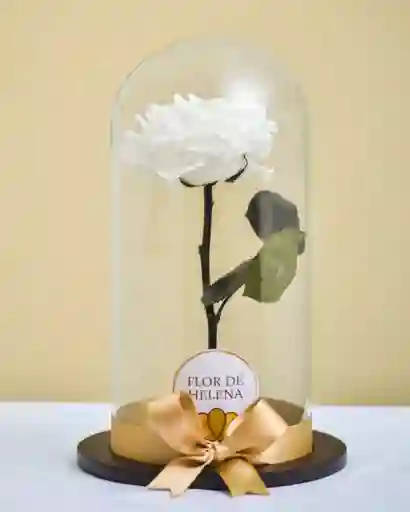 Rosa Preservada Blanca