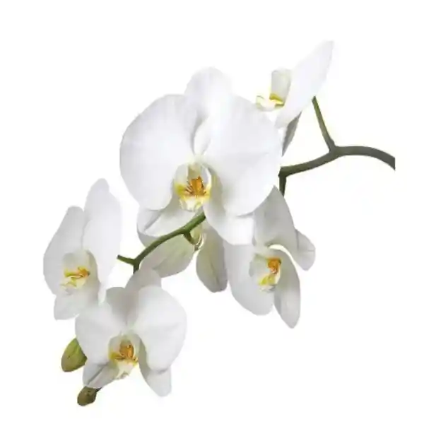 Orquidea