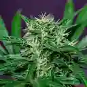 Semillas De Cannabis - Sativa Cbd