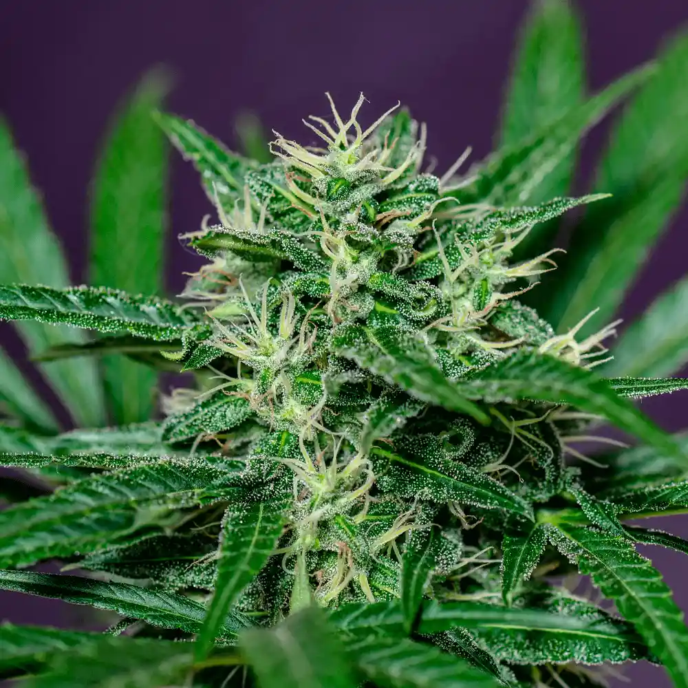 Semillas De Cannabis - Sativa Cbd