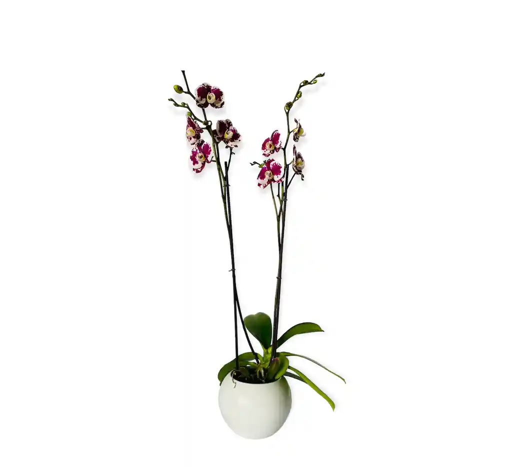 Orquìdea Blanca Exotica En Matera Ceramica Dorada