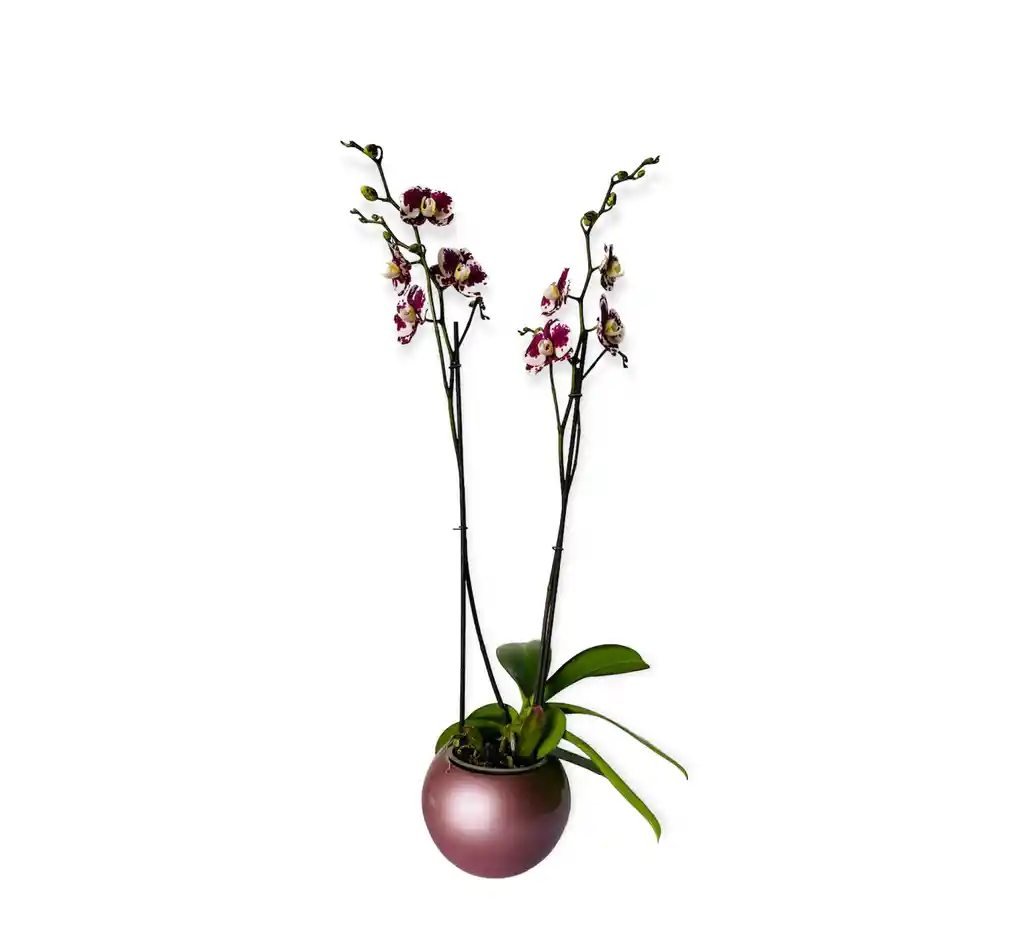 Orquìdea Blanca Exotica En Matera Ceramica Rosada