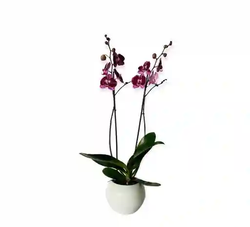 Orquìdea Grande Morada Exòtica En Matera Ceramica Blanca