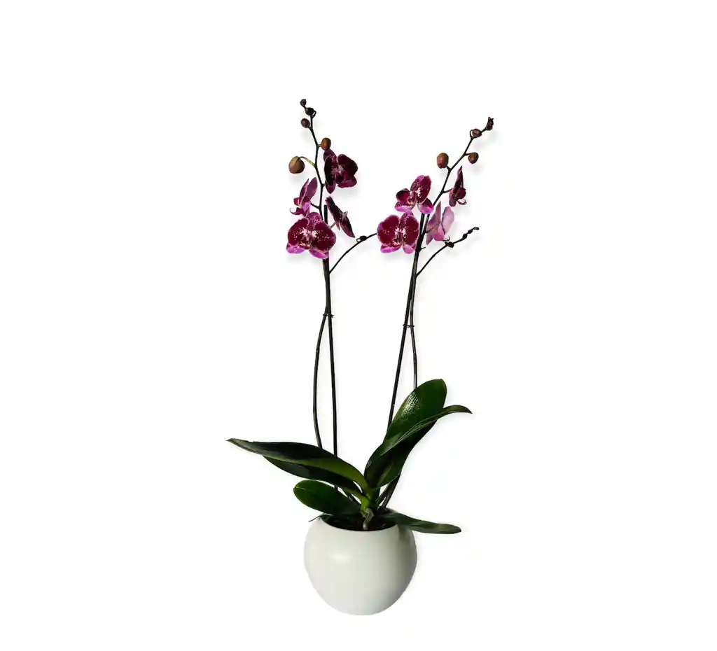 Orquìdea Grande Morada Exòtica En Matera Ceramica Blanca