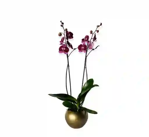 Orquìdea Grande Morada Exòtica En Matera Ceramica Dorada