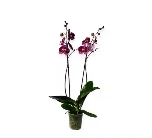 Orquìdea Grande Morada Exòtica En Matera De Cultivo