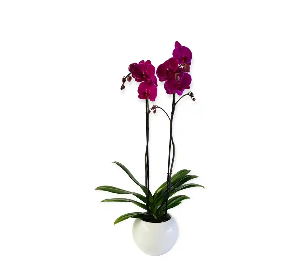 Orquìdea Grande Morada En Matera Ceramica Blanca