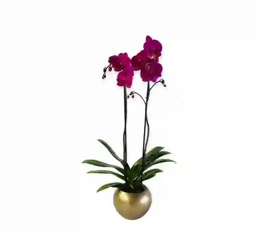 Orquìdea Grande Morada En Matera Ceramica Dorada