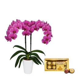 Kit Del Amor: Orquidea Fucisa+chocolates Ferrero+matera Plastica Decorativa