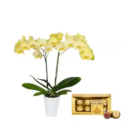 Kit Amor Amar: Orquidea Amarilla+chocolates Ferrero+matera Plastica