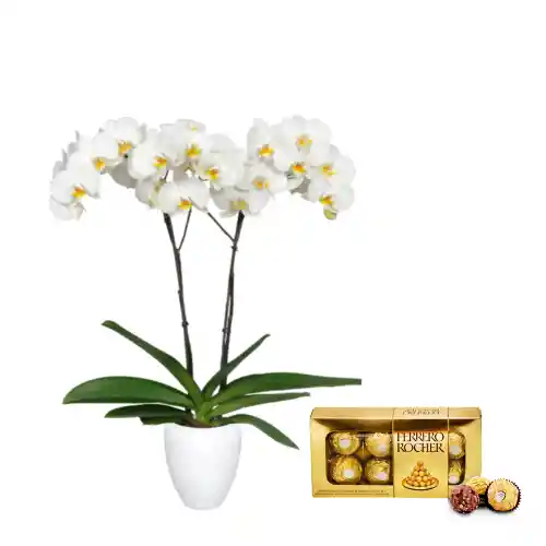 Kit Amor Blanco: Orquidea Blanca+chocolates Ferrero+ Matera Plastica