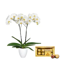 Kit Amor Blanco: Orquidea Blanca+chocolates Ferrero+ Matera Plastica